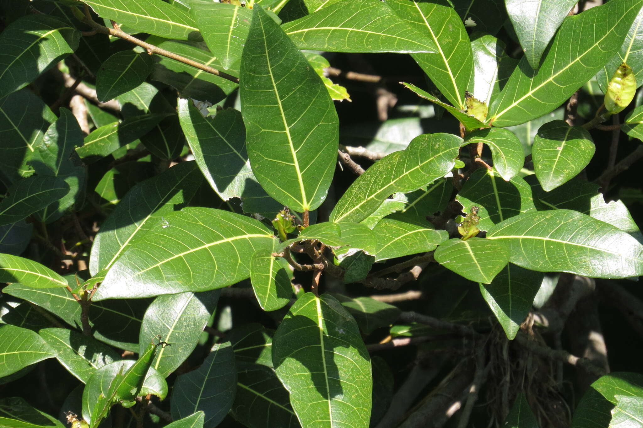 Image of Ficus adenosperma Miq.