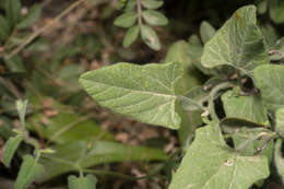 Image de Convolvulus betonicifolius Miller