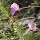 Agalinis genistifolia (Cham. & Schltdl.) W. G. D' Arcy resmi