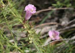 صورة Agalinis genistifolia (Cham. & Schltdl.) W. G. D' Arcy