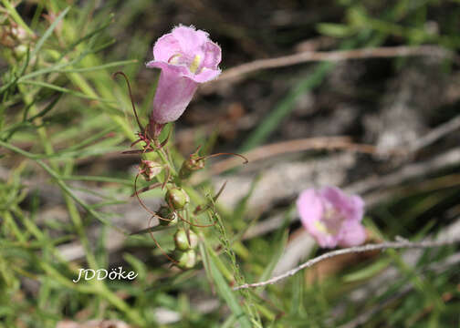 Agalinis genistifolia (Cham. & Schltdl.) W. G. D' Arcy resmi