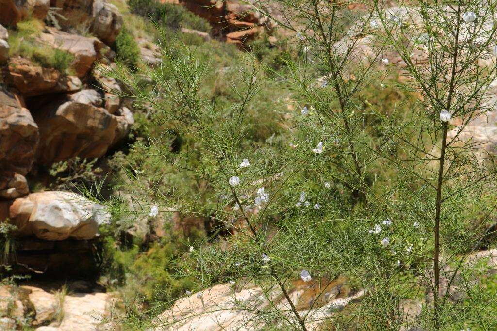 Image of Psoralea imminens