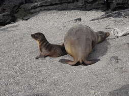 Image of Sea Lion