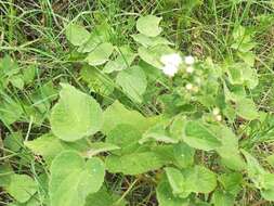 صورة Ageratina petiolaris (Mocino & Sesse ex DC.) R. King & H. Rob.