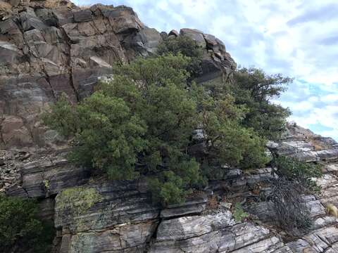 Image of Arizona madrone