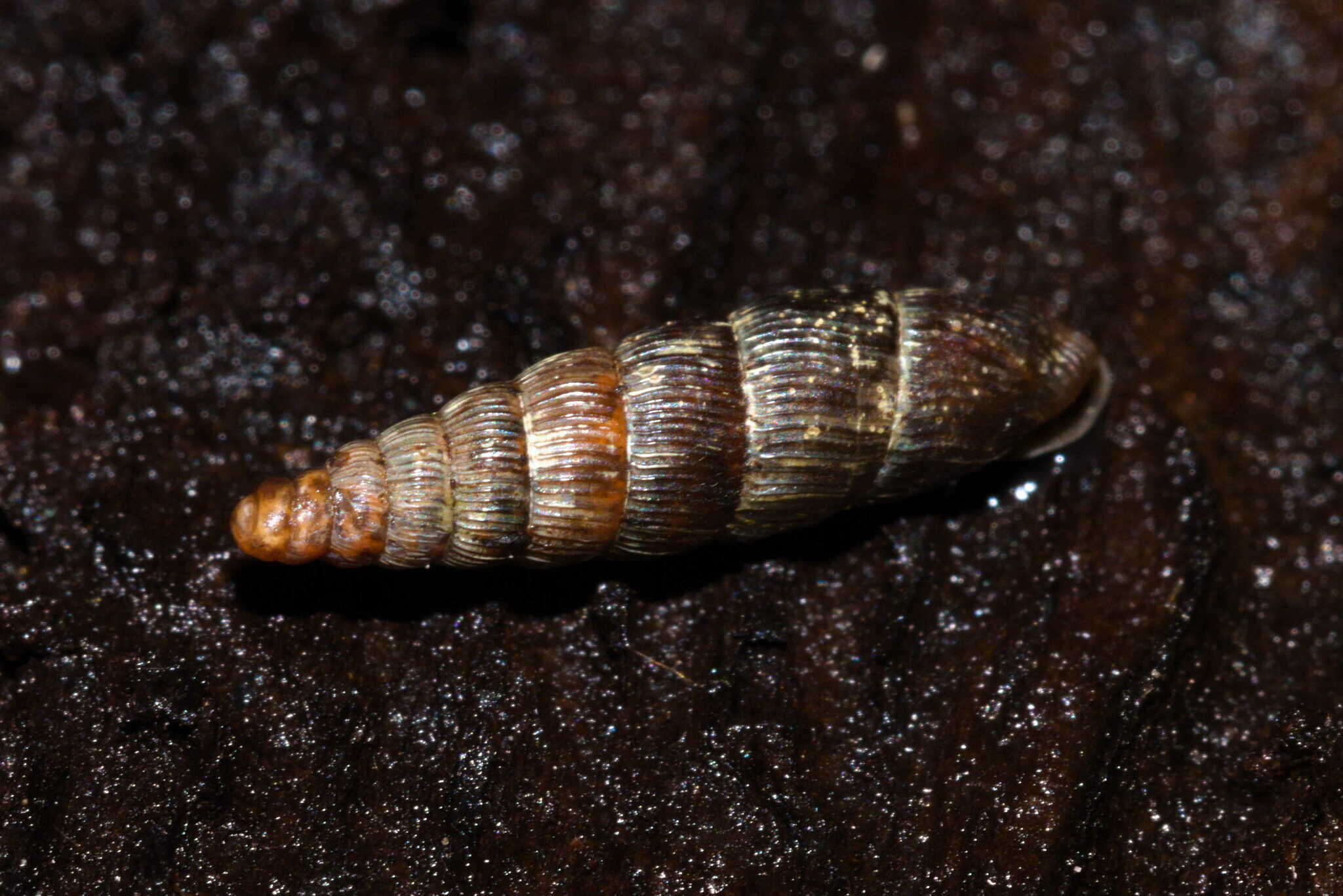 Image of Clausilia cruciata (S. Studer 1820)