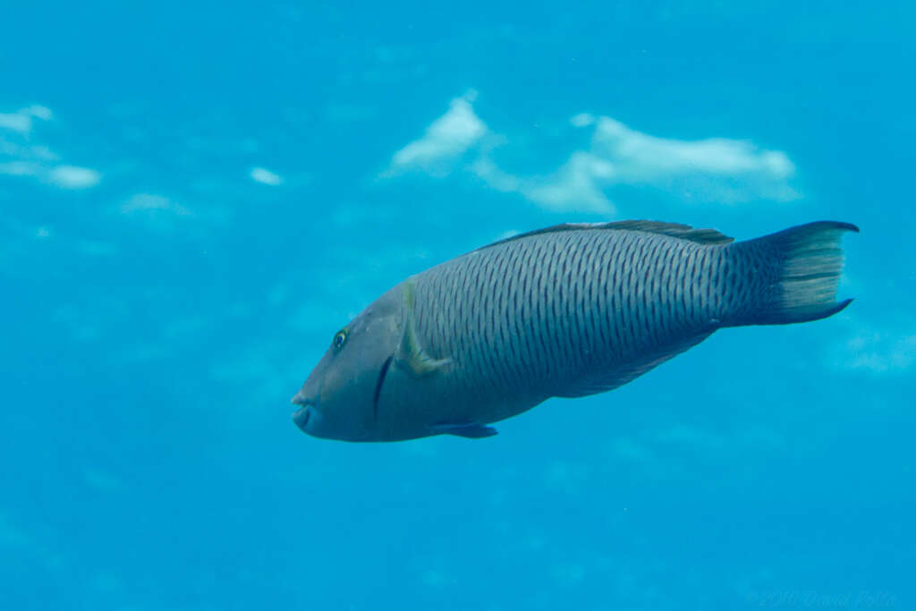 Image of Ballieu's wrasse