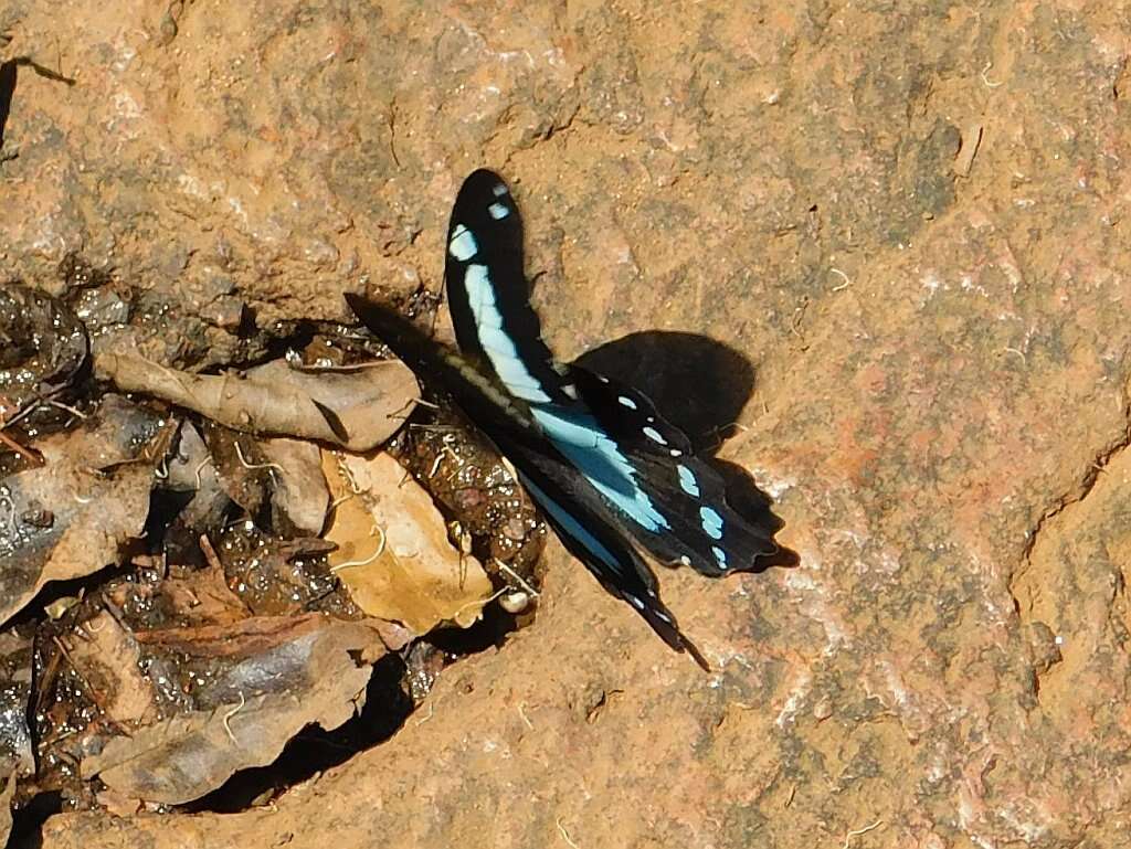 Papilio thuraui Karsch 1900的圖片