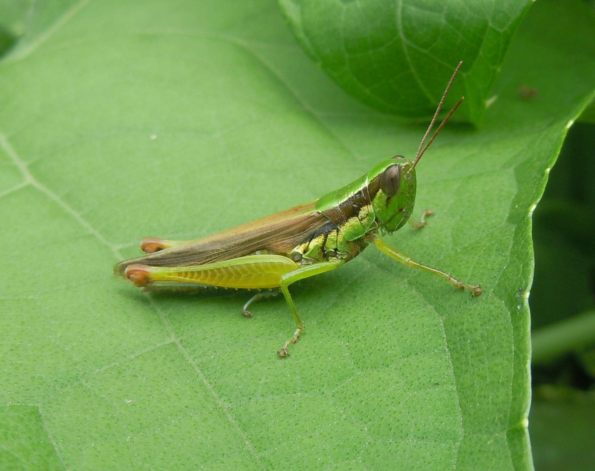 Image of Oxya hyla Serville 1831