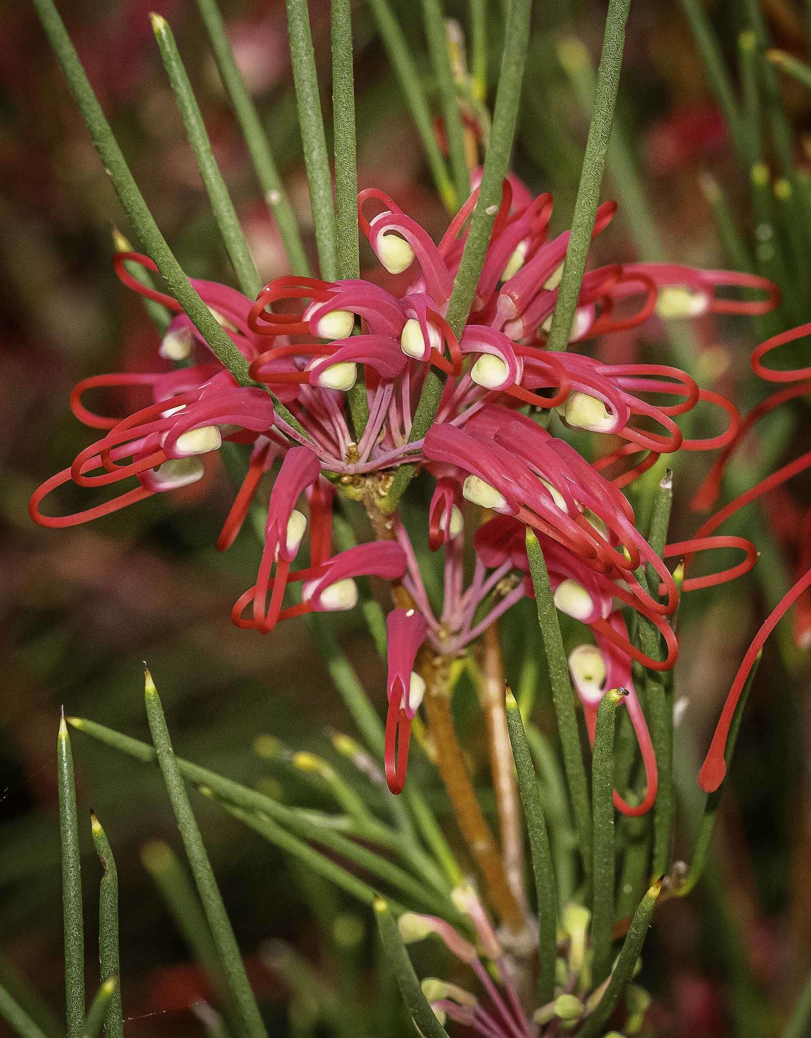 Image of Hakea purpurea Hook.