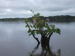 Image of Violet Cattleya