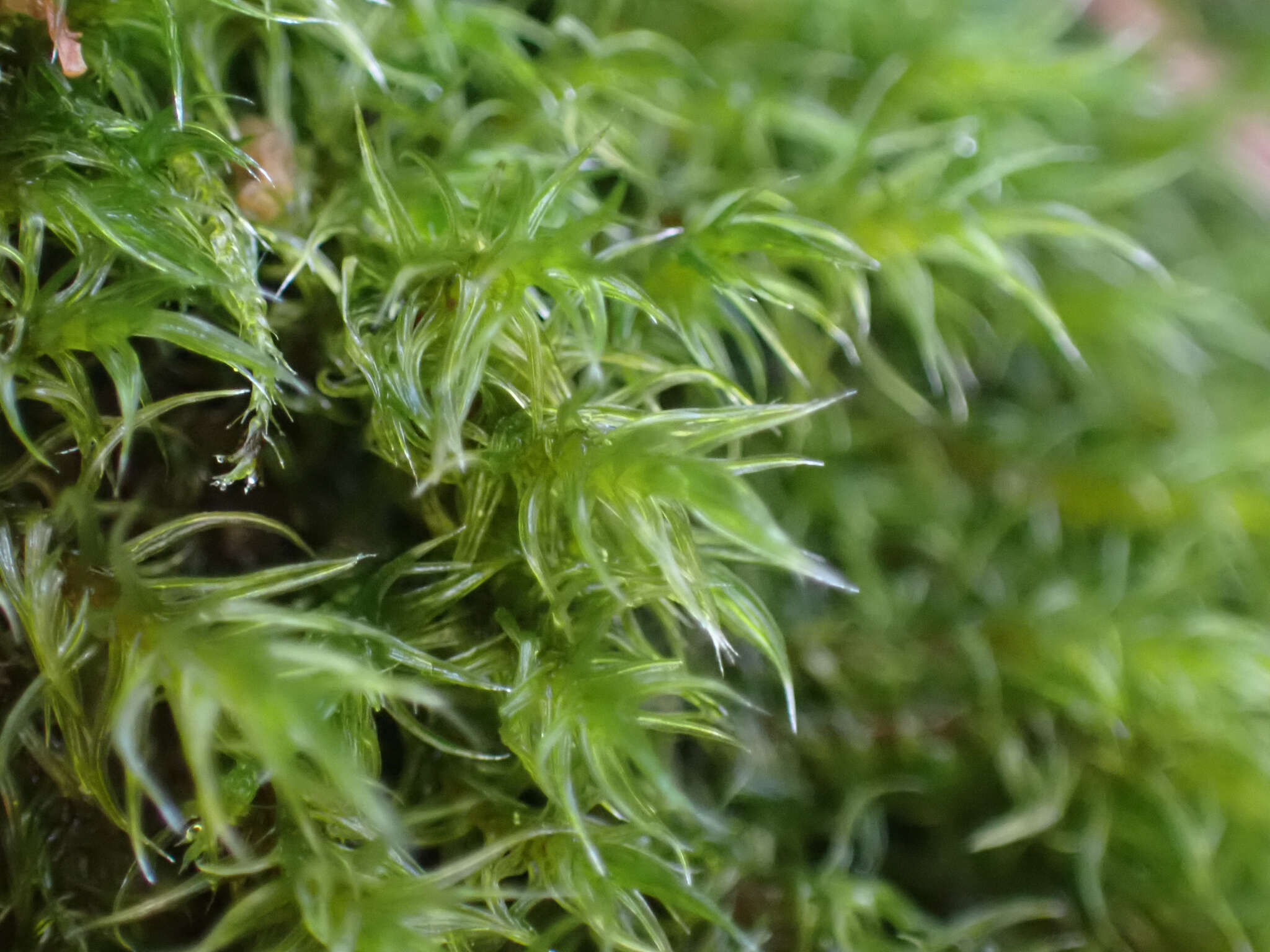 Image of Lawton's racomitrium moss