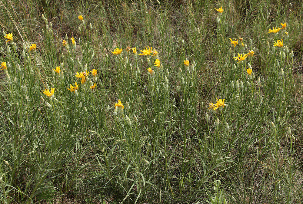 Plancia ëd Gelasia ensifolia