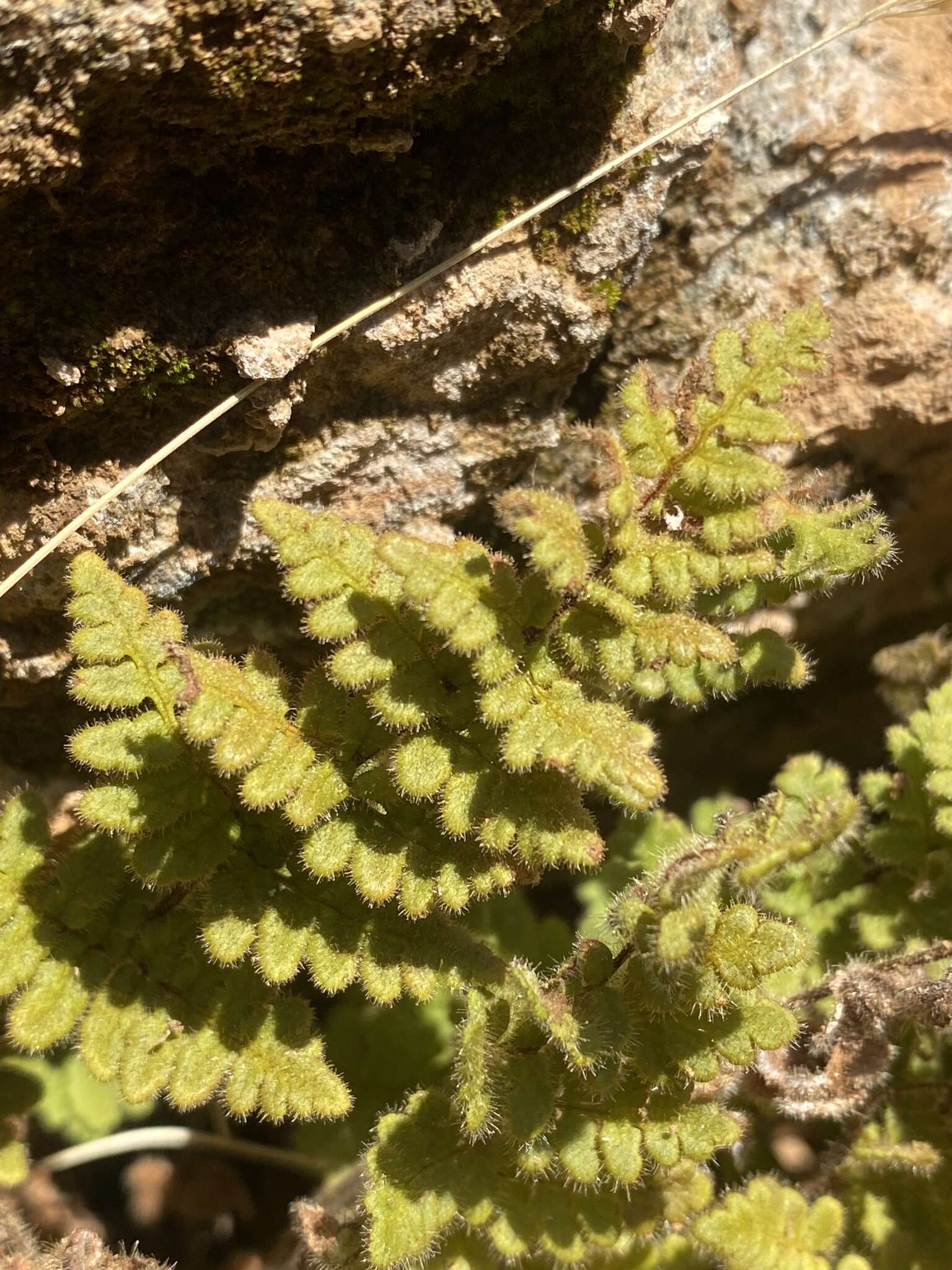 Sivun Myriopteris cooperae (D. C. Eat.) Grusz & Windham kuva