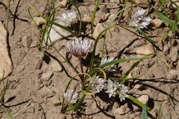 Image of Brandegee's onion