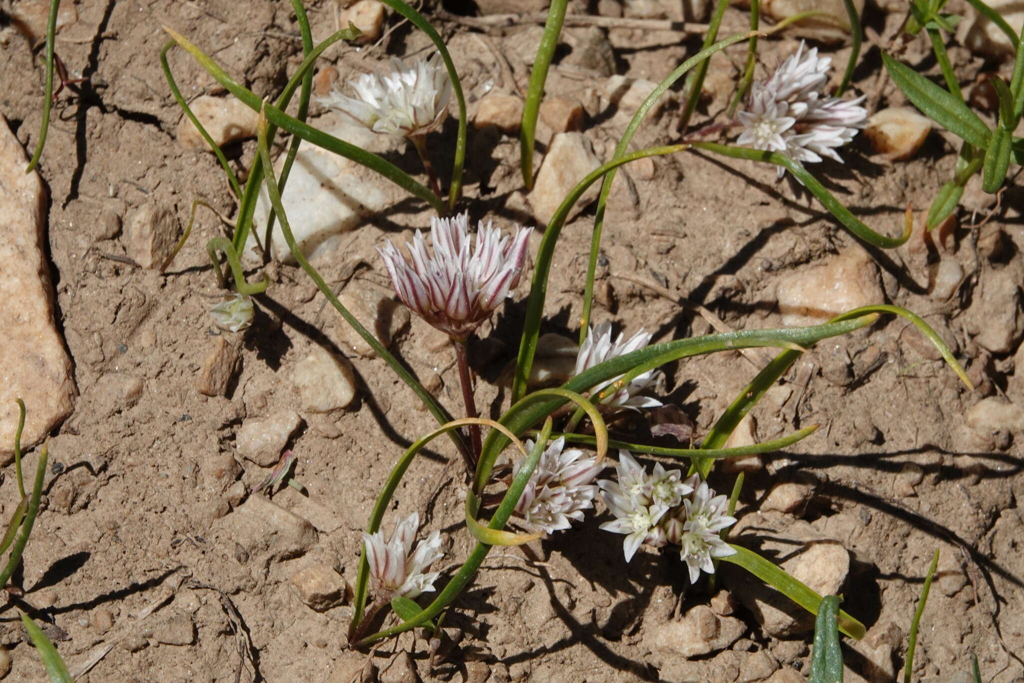 Allium brandegeei S. Watson的圖片