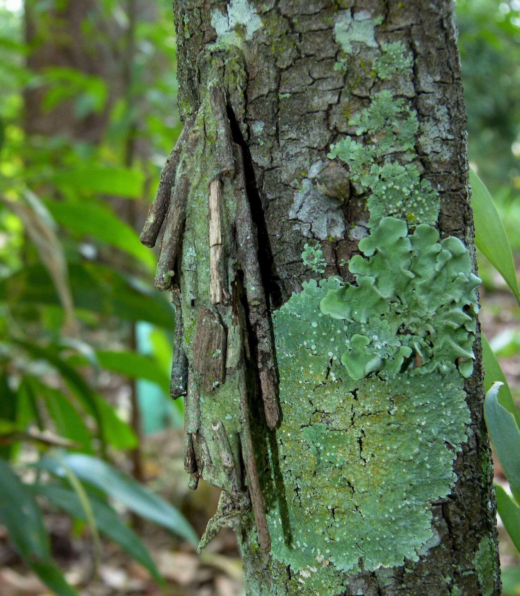 Image of Metura elongatus Saunders 1847