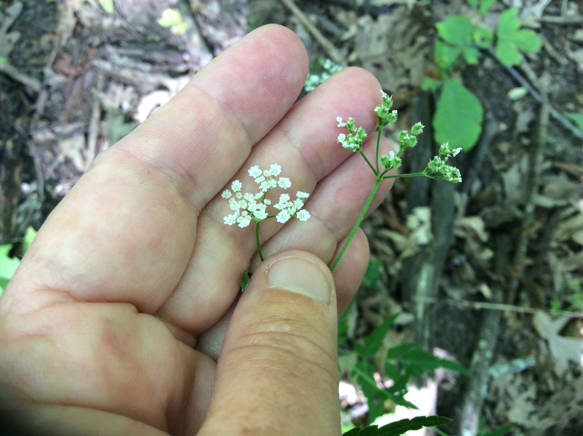 Torilis japonica (Houtt.) DC. resmi