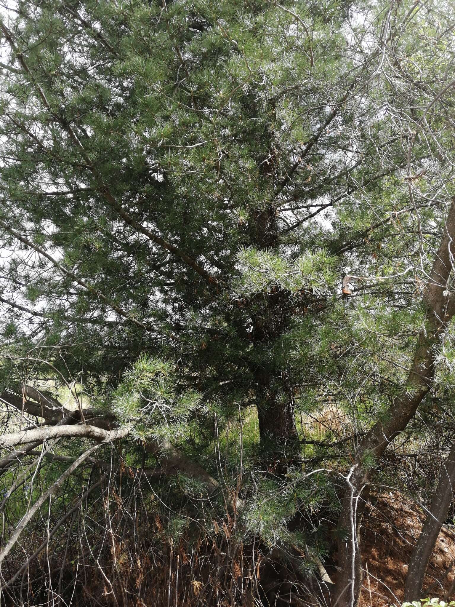 Imagem de Pinus sibirica Du Tour