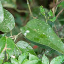 Image de Aristolochia hainanensis Merr.