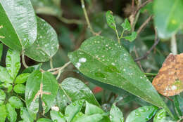 Image de Aristolochia hainanensis Merr.