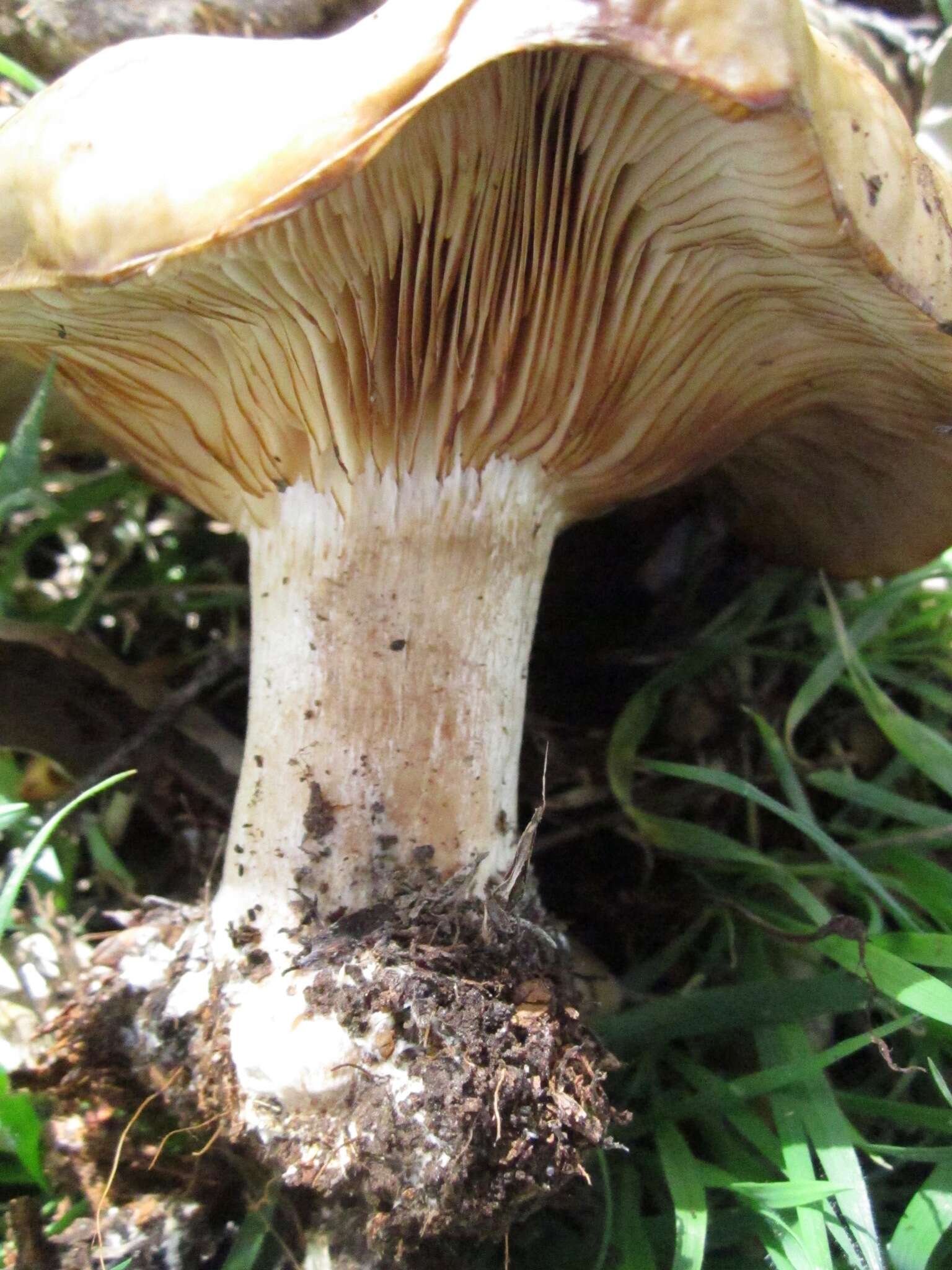 Image of Clitocybe brunneocephala H. E. Bigelow 1982