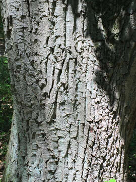 Image of Chestnut Oak