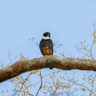 Image of Bat Falcon