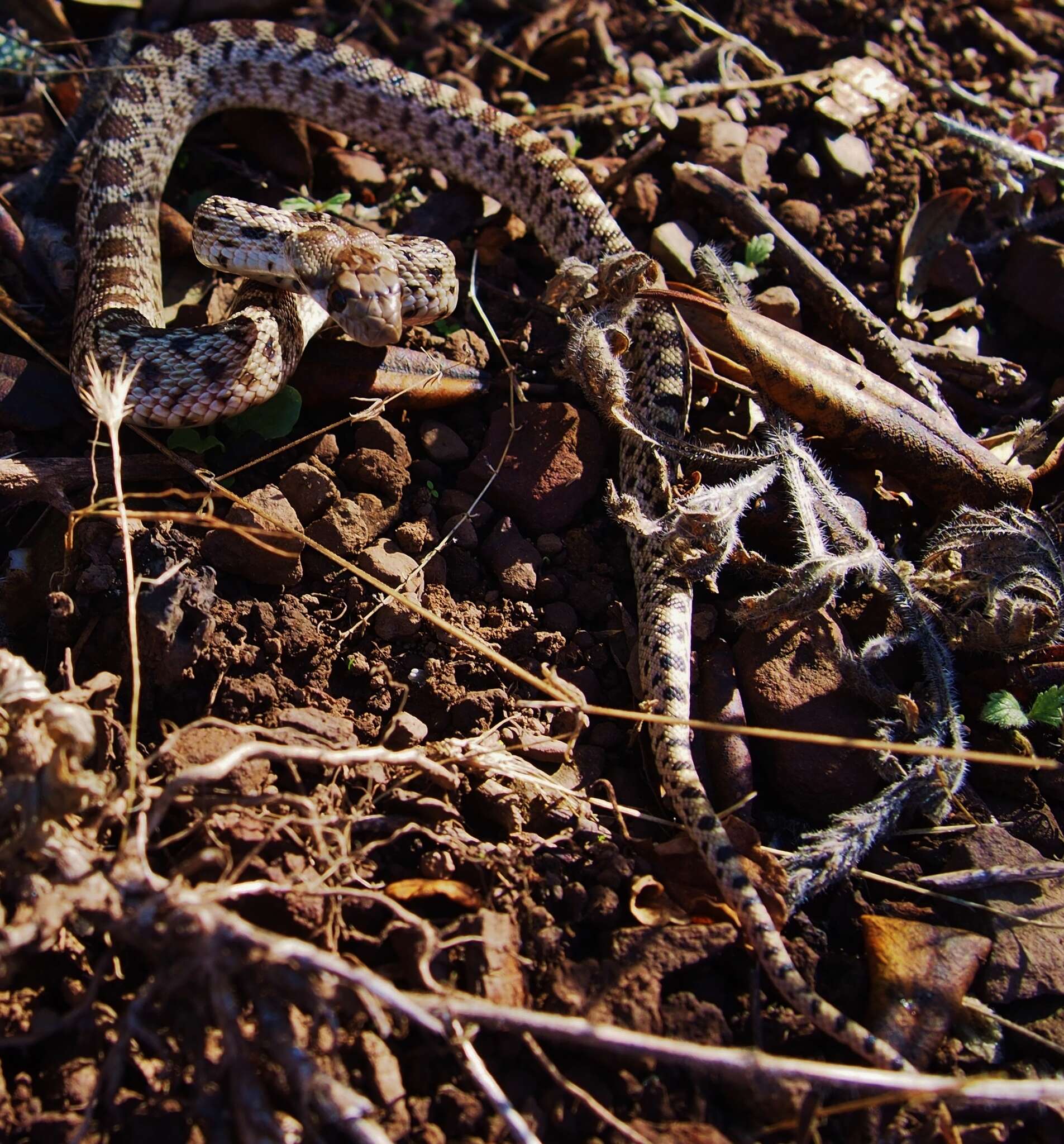 Pituophis catenifer catenifer (Blainville 1835)的圖片