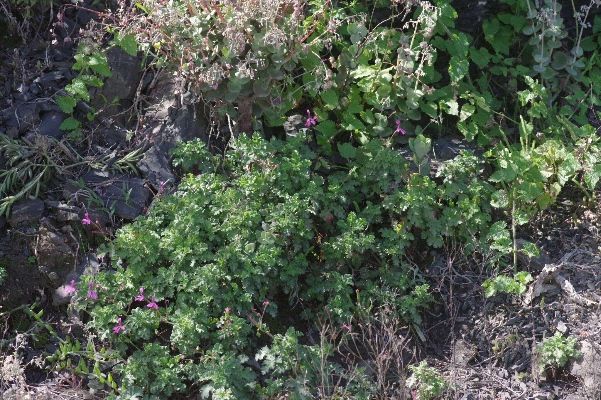 Image of Pelargonium ionidiflorum (Eckl. & Zeyh.) Steud.