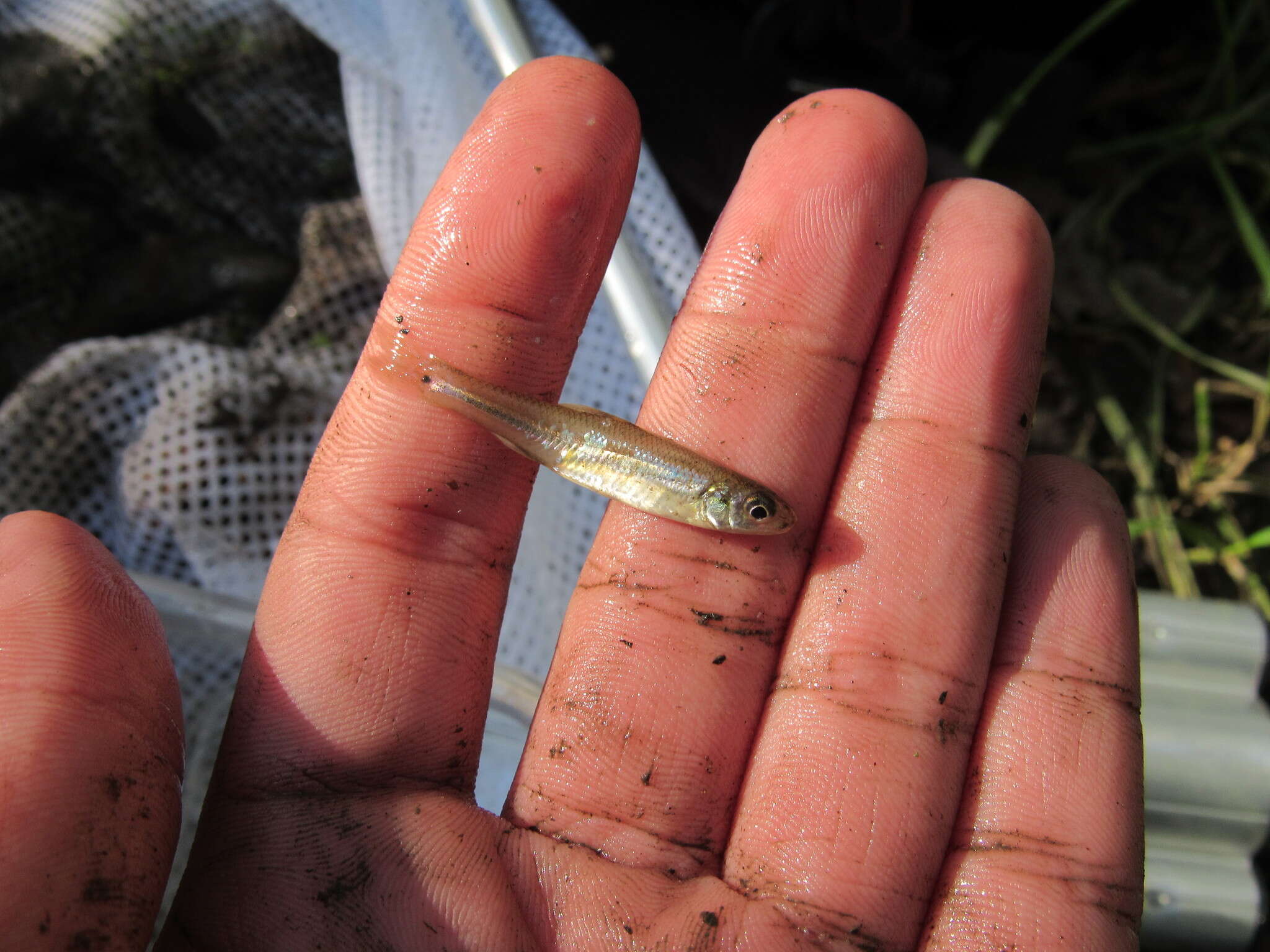 Image of Bullhead Minnow