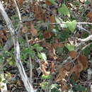 Image of Dioscorea mundii Baker