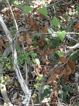 Image of Dioscorea mundii Baker