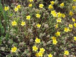 Plancia ëd Helianthemum hirtum (L.) Miller