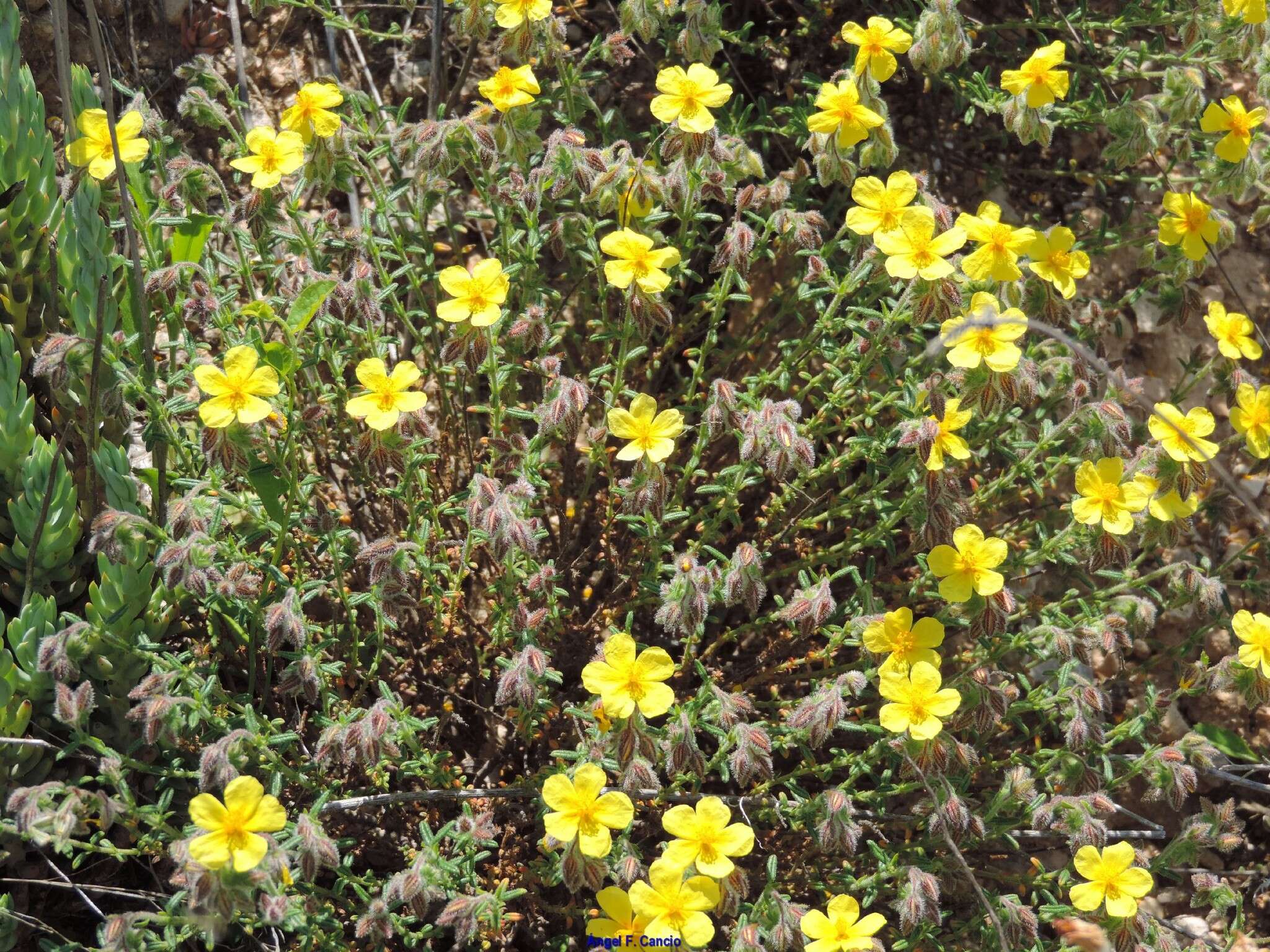 Image de Helianthemum hirtum (L.) Miller