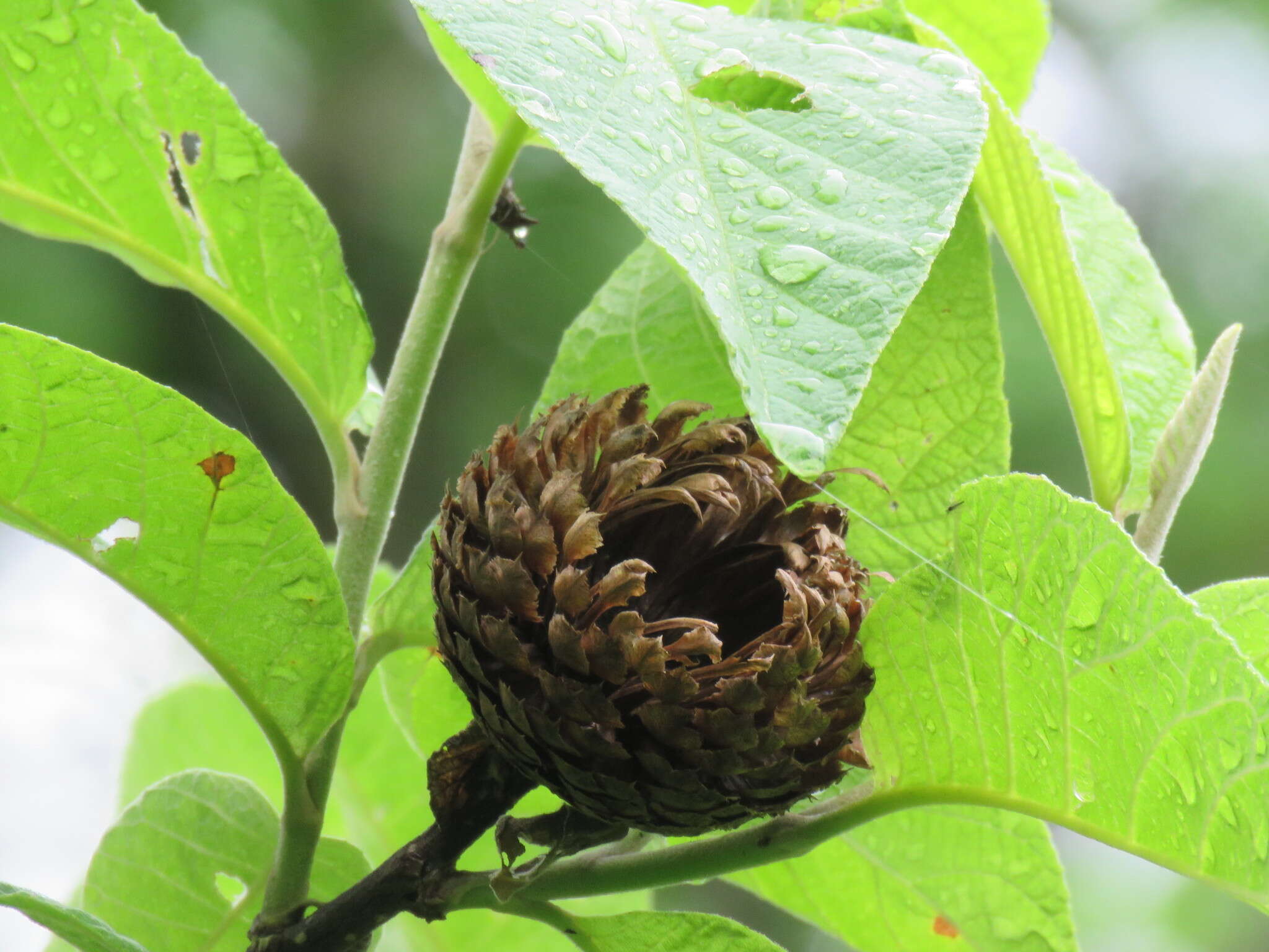 صورة Cnicothamnus lorentzii Griseb.