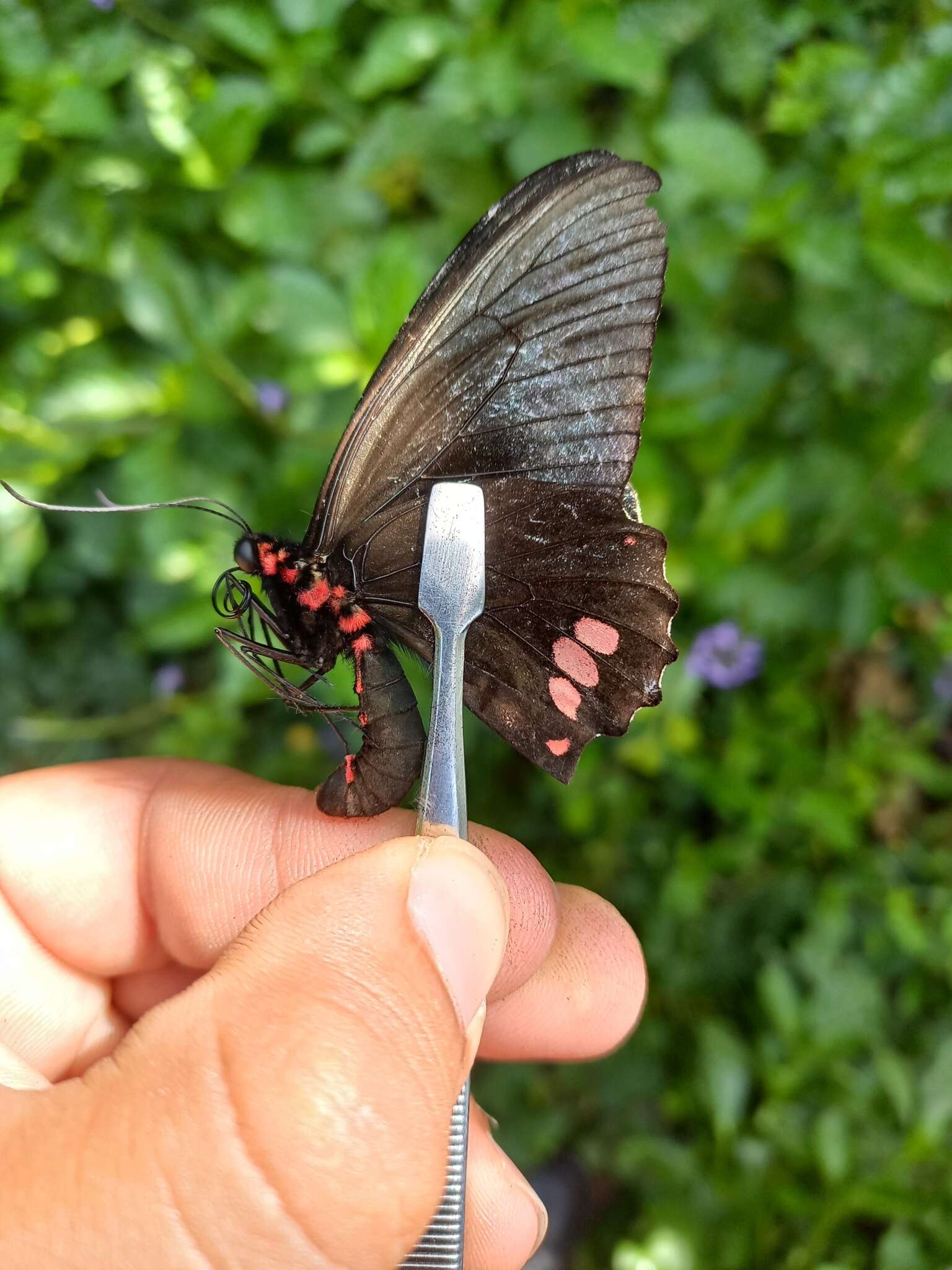 Parides sesostris (Cramer (1779))的圖片