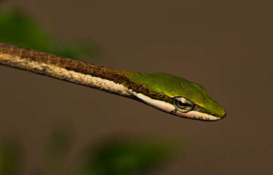 Image of Twig snake