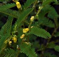 Chamaecrista nictitans var. aspera (Elliott) Torr. & A. Gray的圖片