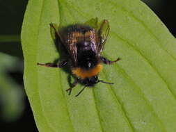 Image of Bombus haematurus Kriechbaumer 1870