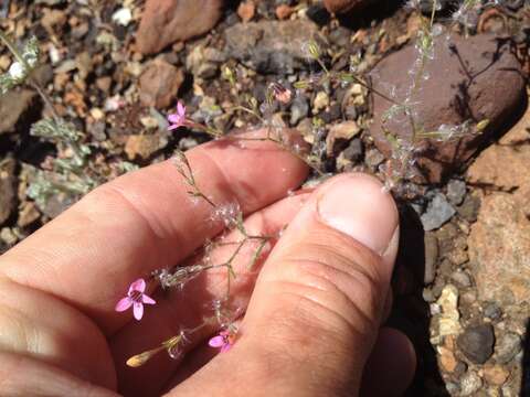 Image of Navarretia linearifolia (Howell) L. A. Johnson