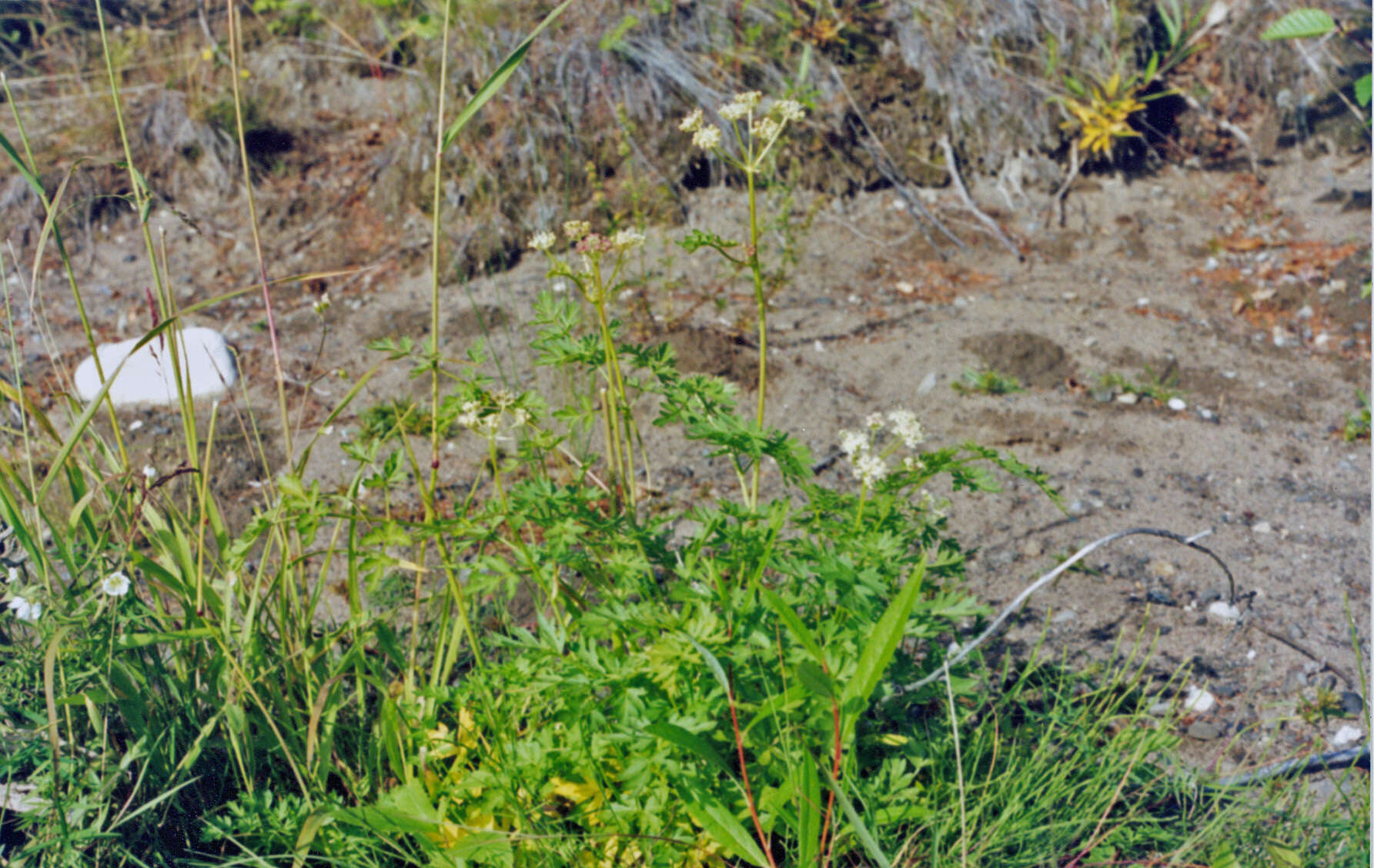 Image of Jakutsk snowparsley