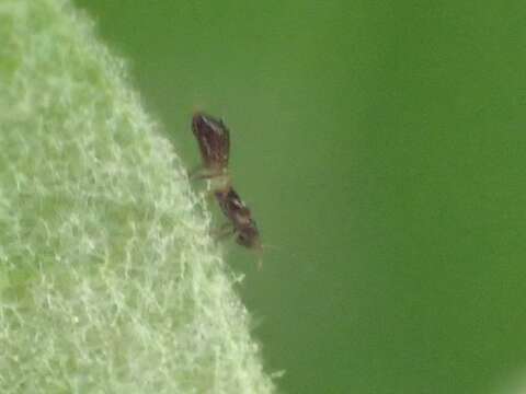 Image de Franklinothrips vespiformis (Crawford DL 1909)