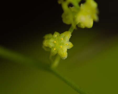 Dioscorea aristolochiifolia Poepp.的圖片