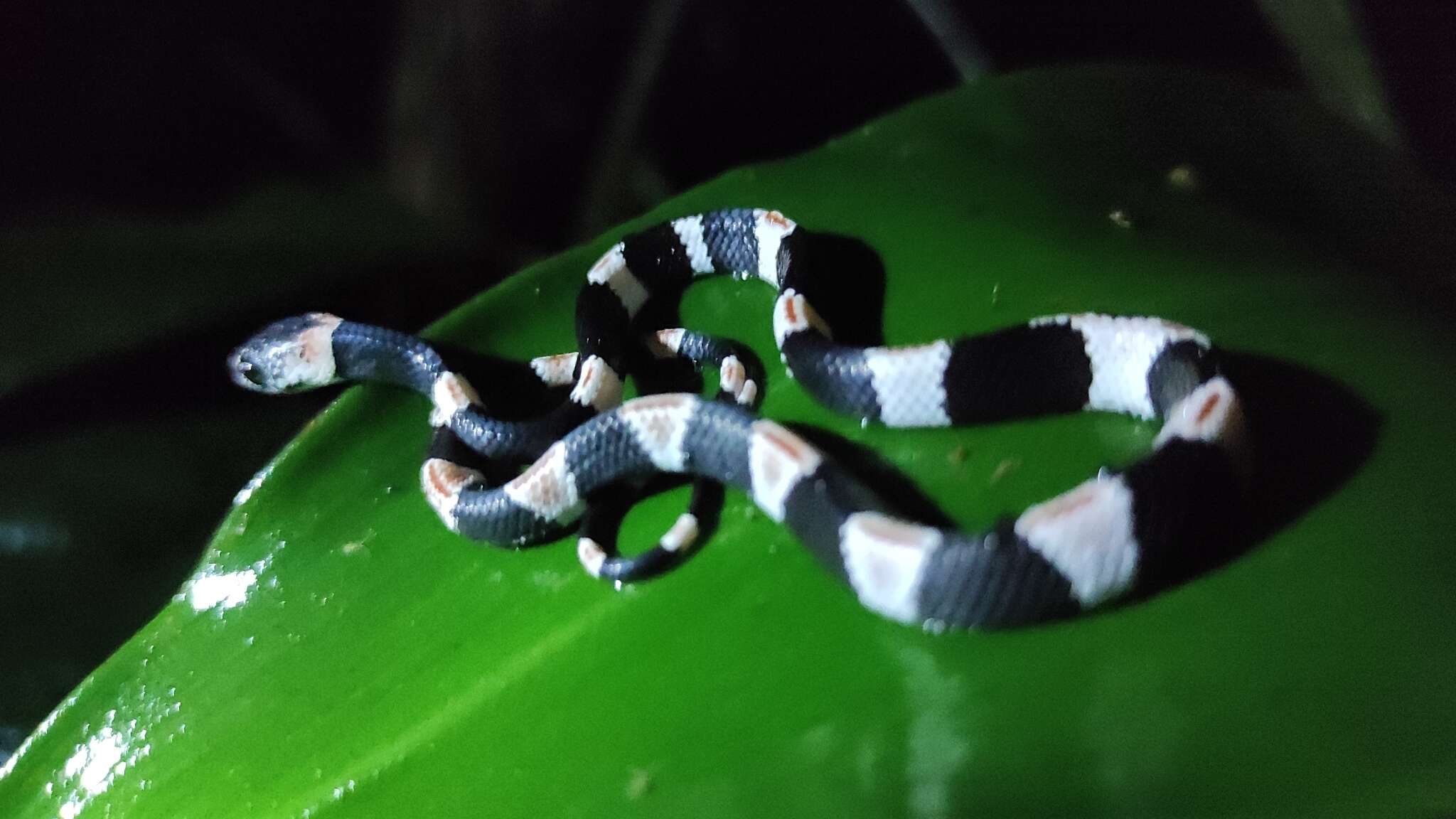 Image of American Snail-eater