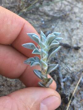 Image of Astragalus valparadisiensis Speg.