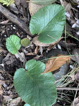 Image of Dorstenia brasiliensis Lam.