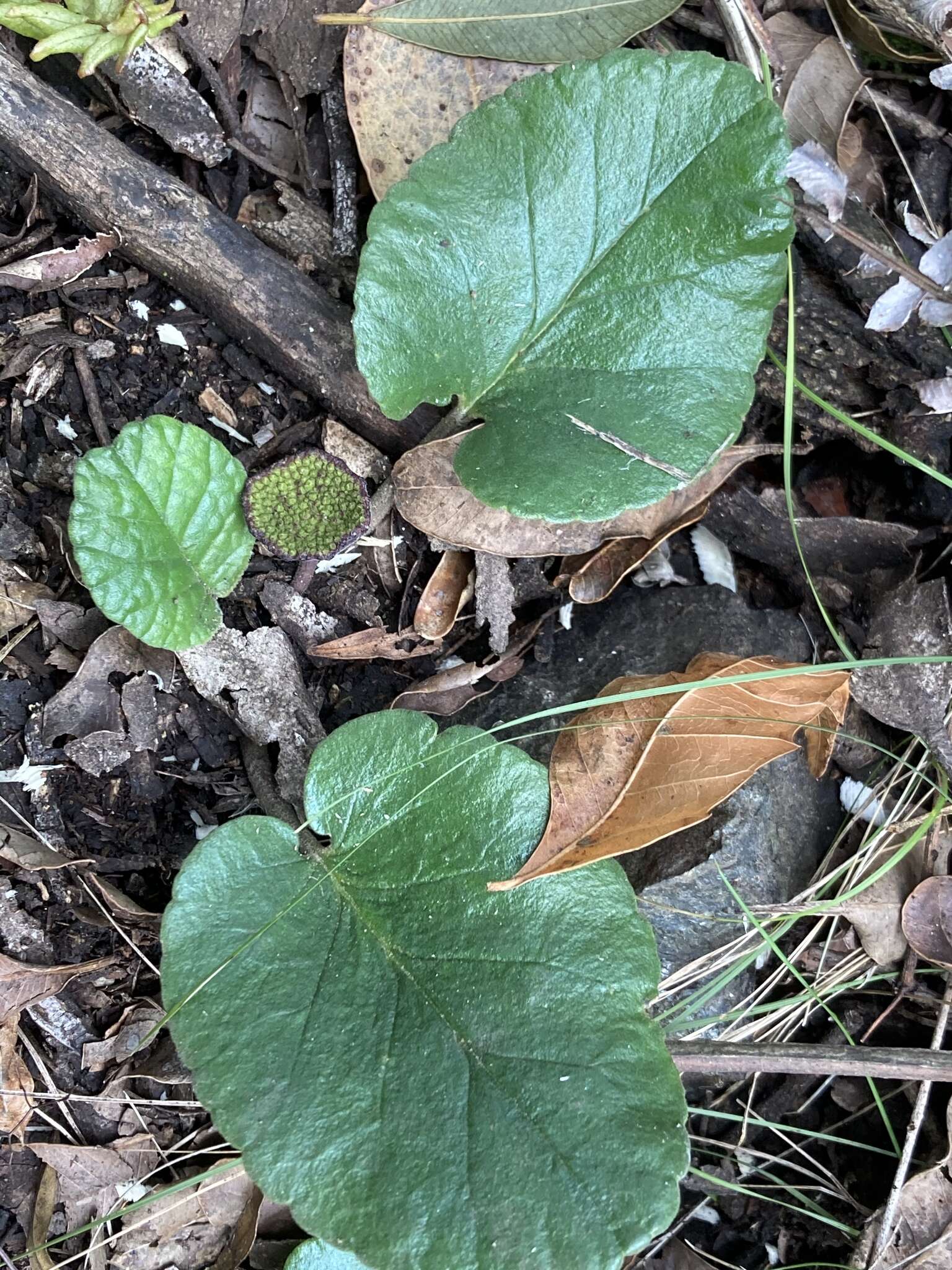 Image of Dorstenia brasiliensis Lam.