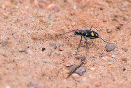 Image of Cicindela (Calochroa) bicolor Fabricius 1781