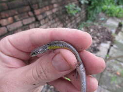 Image of White-spotted Supple Skink
